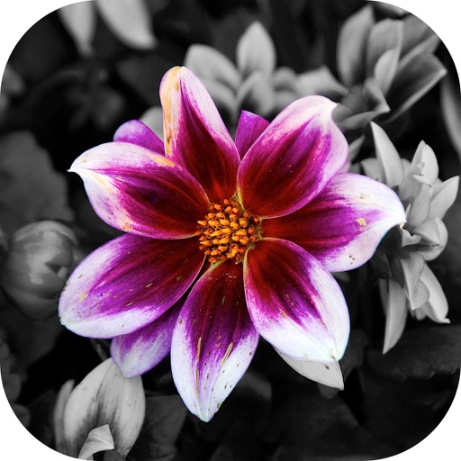 Color Splash Photo Effect iOS App