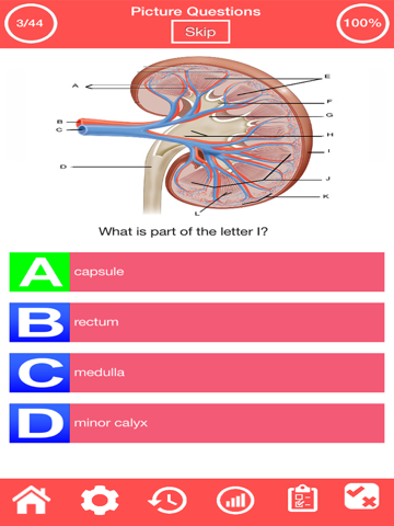 Human Urinary System Quiz screenshot 2