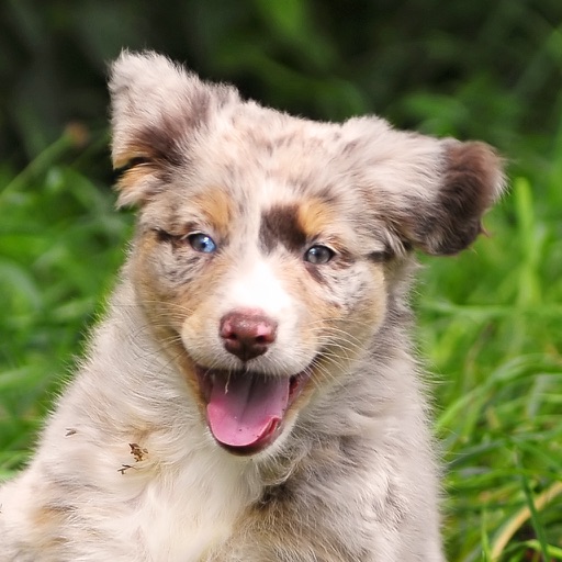 Dog Sounds & Body Talk - Toy, Whistle & Translator
