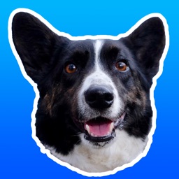 Sodapop the Corgi Stickers