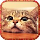 Cat Runaway on Valentine Day - Cute Kitten Games