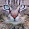 Your cat will love this app