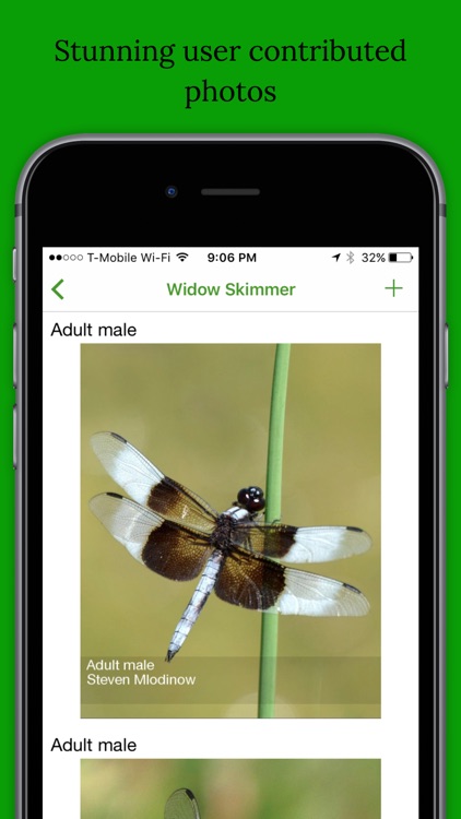 Dragonfly Damselfly ID App