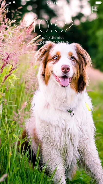 Aussie Wallpapers - Cute Australian Shepherds screenshot-3