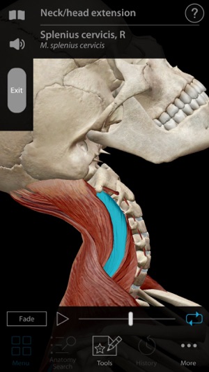 Muscle Premium - Human Anatomy, Kinesiology, Bones(圖3)-速報App