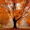 Autumn Tree Fall Wallpapers - Winter Backgrounds