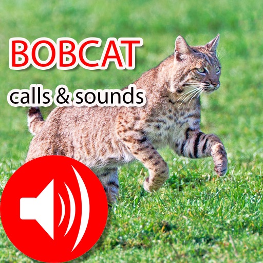 Bobcat Real Hunting Calls & Sounds icon