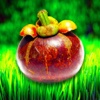 Superfood HD