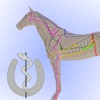 Akupunktur Pferde