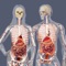 Build-a-Body: In this gutsy educational game learn about the human body's major organ systems