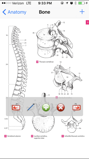 Anatomy Atlas