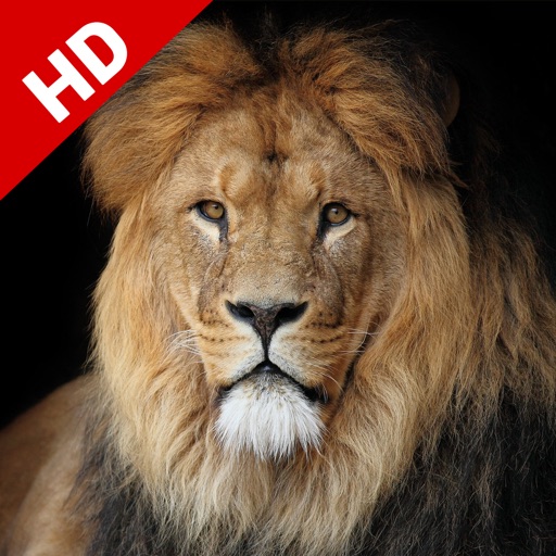 Lion Wallpapers HD | Great Roar King's Background iOS App