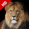Lion Wallpapers HD | Great Roar King's Background