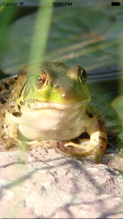 Frog  Sounds - Toad, Greenhouse Frog