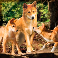 Activities of Wild Dingo Dog Survival Simulator 3D