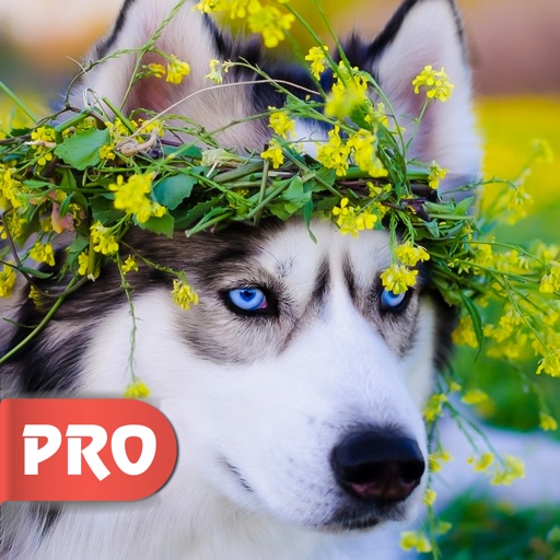 Husky Dog Wallpapers Pro Best Dog Breed Ever Apps 148apps