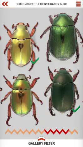 Game screenshot Xmas Beetle ID Guide apk