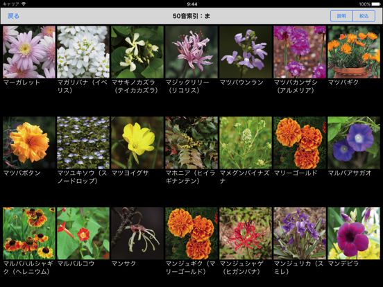 散歩で見かける四季の花のおすすめ画像5