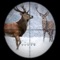 Mountain Deer Hunter Simulation Game