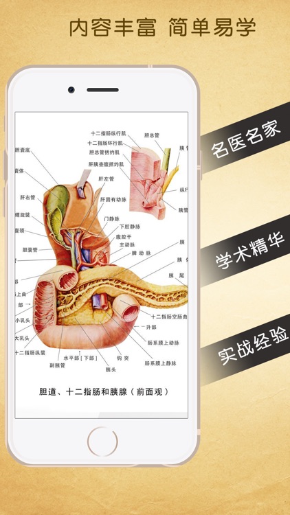 3d人体解剖生理学-人体医学肌肉解剖图谱