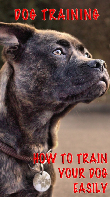 Dog Training - How To Train Your Dog Easily+