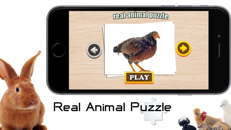 Real Animal Puzzle Jigsaw screenshot-3