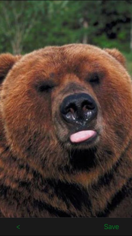 Funny Animals Catalog and Animal Soundboard