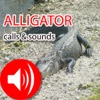 Alligator Real Calls & Sounds