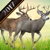 Extreme Deers Simulations 2017