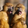 Get Monkey Sounds Pro for iOS, iPhone, iPad Aso Report