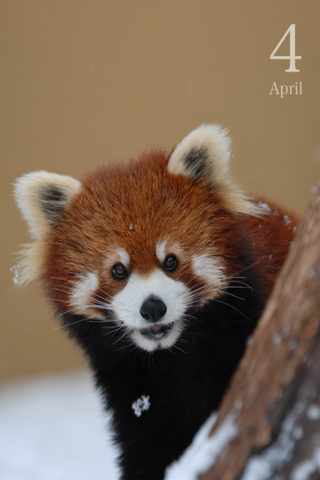 動く・旭山動物園カレンダー2013 screenshot 4