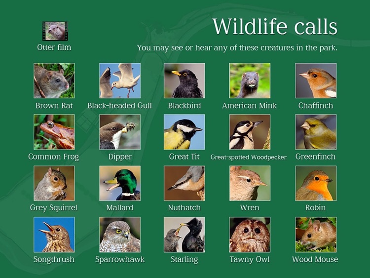 Wildlife Calls