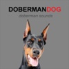 Doberman Dog Sounds and Barking