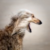 Afghan Hound Dogs Wallpapers HD- Quotes and Art