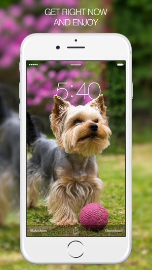 Brighten up your screen with these wallpaper dog cute images