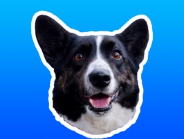 Sodapop is a black and white Cardigan Welsh Corgi who is excited to announce his first ever sticker pack
