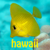 Snorkel Fish Hawaii for iPhone - John P. Hoover