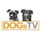 DogsTV gehört mit zu den größten Online-Anbietern für Trainingsvideos und Online-Trainings zur Hundeerziehung