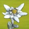 AlpineFlower Finder - THE Swiss App to easily identify the most beautiful alpine flowers from Central Europe