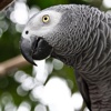 African Grey Parrot Wallpapers HD- Quotes and Art