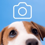 Dog Pictures