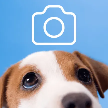 Dog Pictures Читы