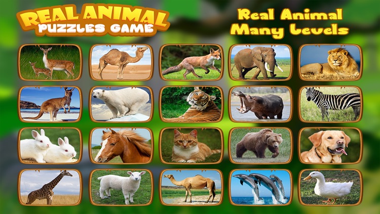 Real Animal Puzzles Game-Kids by Sameer Pathan