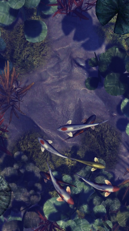 Koi Pond Live HD