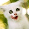 ●●● Best Cat Wallpaper & Background app in the app store ●●●