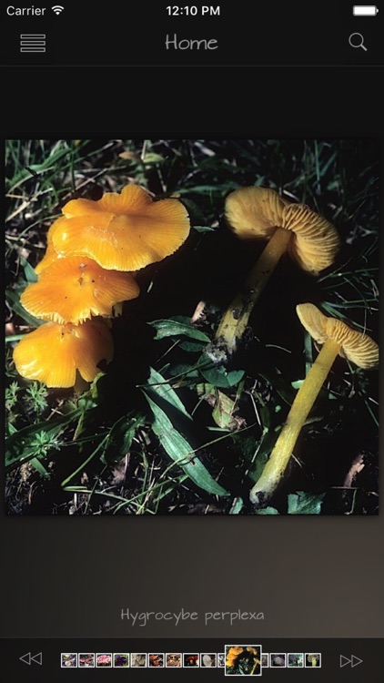 Mushrooms Pro screenshot-4