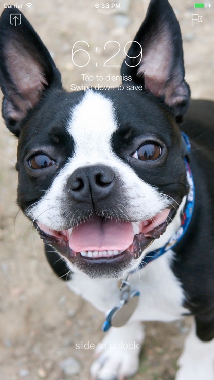 Boston Terrier Wallpapers Pro screenshot-3