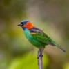 Bird Photography Guide-Creative Photography