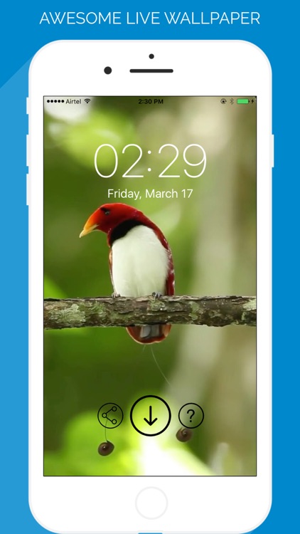 Birds Live WallPaper Pro