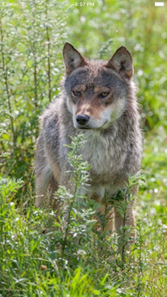 【图】WolfApp(截图1) 【图】WolfApp(截图1)
